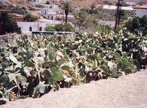 Cacti on Fuerteventura