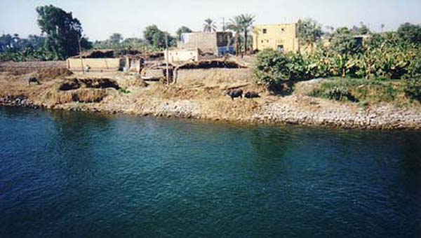 Water Buffalo on the Nile